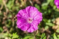 Geranium sanguineum `Ankum`s Pride`