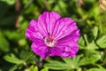 Geranium sanguineum `Ankum`s Pride`