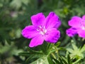 Geranium sanguineum - bloody cranesbill, bloody geranium