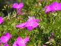 Geranium sanguineum - bloody cranesbill, bloody geranium