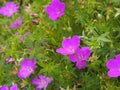 Geranium sanguineum - bloody cranesbill, bloody geranium