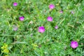 Geranium sanguineum, bloody geranium blooming on the meadow