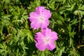 Geranium sanguineum in Ceske stredohori