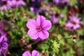 Geranium sanguineum