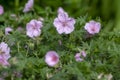 Geranium sanguineum Striatum beautiful ornamental park flowering plant, group of light pink white flowers in bloom, green leaves