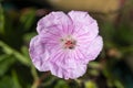 Geranium sanguineum `Striatum`