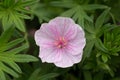 Geranium sanguineum var. striatum Royalty Free Stock Photo