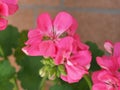 Geranium scient. class. Geraniales pink flower Royalty Free Stock Photo
