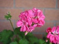 Geranium scient. class. Geraniales pink flower Royalty Free Stock Photo