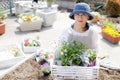 Geranium, seedling, gardening image, planting of flower seedling