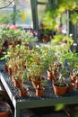 Geranium seedling growing in terracotta ceramic pots in greenhouse. Houseplants greenhouse interior