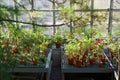 Geranium seedling growing in terracotta ceramic pots in greenhouse. Houseplants greenhouse interior