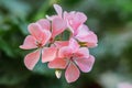 Geranium. small pale pink flowers.