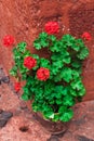 geranium standing on the corner Royalty Free Stock Photo