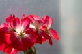 Geranium stands on the windowsill by the window. Houseplant pink flowers. Royalty Free Stock Photo