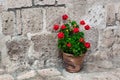 geranium on the stone wall background Royalty Free Stock Photo