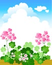 Geranium summer background