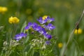 Geranium sylvaticum blue white flowering european plant, group of wood cranesbill petal wild flowers in bloom on alpine meadow Royalty Free Stock Photo