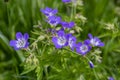 Geranium sylvaticum blue white flowering european plant, group of wood cranesbill petal wild flowers in bloom on alpine meadow Royalty Free Stock Photo