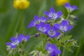 Geranium sylvaticum blue white flowering european plant, group of wood cranesbill petal wild flowers in bloom on alpine meadow Royalty Free Stock Photo