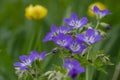 Geranium sylvaticum blue white flowering european plant, group of wood cranesbill petal wild flowers in bloom on alpine meadow Royalty Free Stock Photo