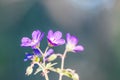 Geranium sylvaticum macro shot outdoors with soft natural light and blue blurry bokeh. Royalty Free Stock Photo