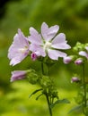 Pink Geranium wild Royalty Free Stock Photo