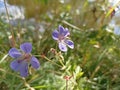 Geranium sylvaticum, theÂ wood cranesbill or woodland geranium. Cranesbills, meadow crane\'s-bil