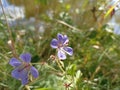 Geranium sylvaticum, theÂ wood cranesbill or woodland geranium. Cranesbills, meadow crane\'s-bil