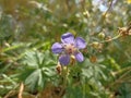 Geranium sylvaticum, theÂ wood cranesbill or woodland geranium. Cranesbills, meadow crane\'s-bil