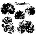 Geranium. Vector Illustration