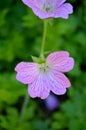 Geranium versicolor - Pencilled Cranesbill Royalty Free Stock Photo