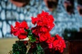 Geranium with a vibrant red color and drops of water Royalty Free Stock Photo