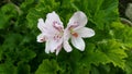 Geranium Royalty Free Stock Photo
