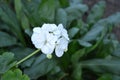 Pelargonium. Flowerbed. Garden plants. House plants Royalty Free Stock Photo