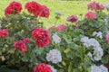 Geranium of a white and red color Royalty Free Stock Photo