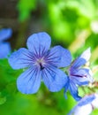 Geranium Royalty Free Stock Photo