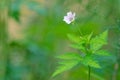 Geranium wilfordii Royalty Free Stock Photo