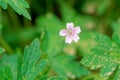 Geranium wilfordii Royalty Free Stock Photo