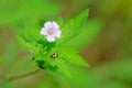 Geranium wilfordii and ladybug Royalty Free Stock Photo