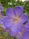 Geranium wilfordii Royalty Free Stock Photo