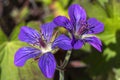 Geranium wlassovianum