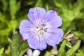 Geranium x oxonianum `A T Johnson`