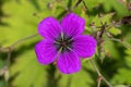 Geranium x Oxonianum `Wageningen` Royalty Free Stock Photo