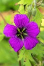 Geranium x Oxonianum `Wageningen`