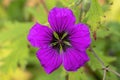 Geranium x Oxonianum `Wageningen` Royalty Free Stock Photo