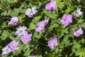 Geranium x riversleaianum `Mavis Simpson`