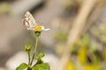 Geraniumblauwtje, Geranium Bronze, Cacyreus marshalli