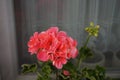 Geraniums bloom in June in a flowerpot on a windowsill. Berlin, Germany Royalty Free Stock Photo