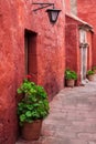 geraniums in the courtyard Royalty Free Stock Photo